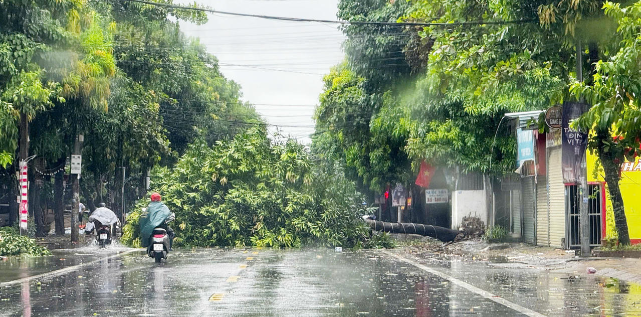 Cây bị gió quật đổ trên đường phố Nguyễn Thái Học, phường Thành Vinh, tỉnh Nghệ An sáng 25/8