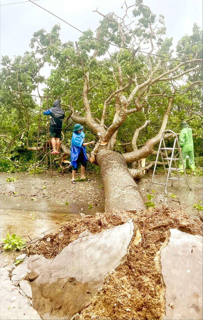 Cây lớn gãy đổ sau bão ở Hà Tĩnh. Ảnh: PV