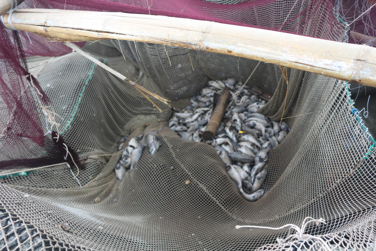 Cá bớp mỗi con hơn 1kg, mắc kẹt chết trong lưới có dấu hiệu bốc mùi.