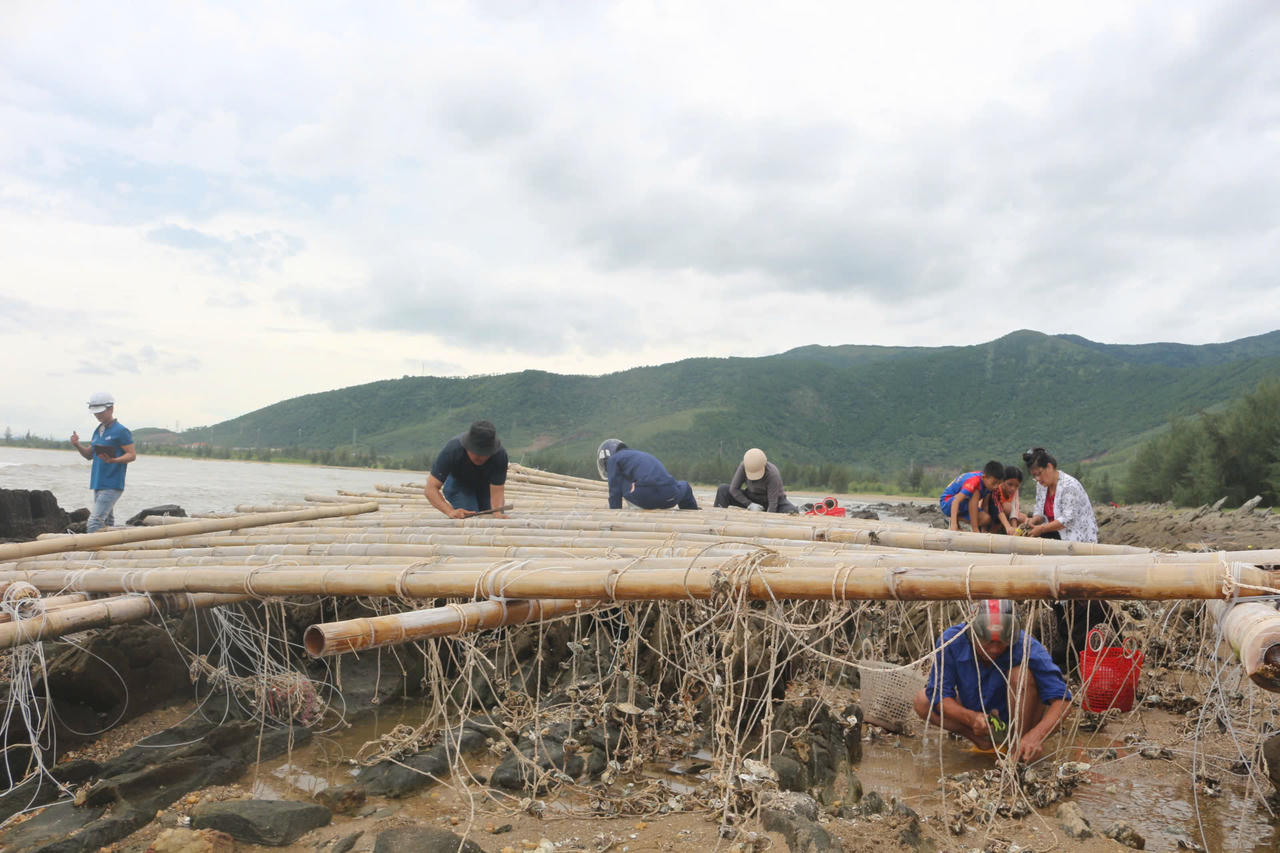 Ngư dân cặm cụi thu gom hàu từ các lồng bè trôi dạt, tận dụng những gì còn lại sau cơn bão dữ.