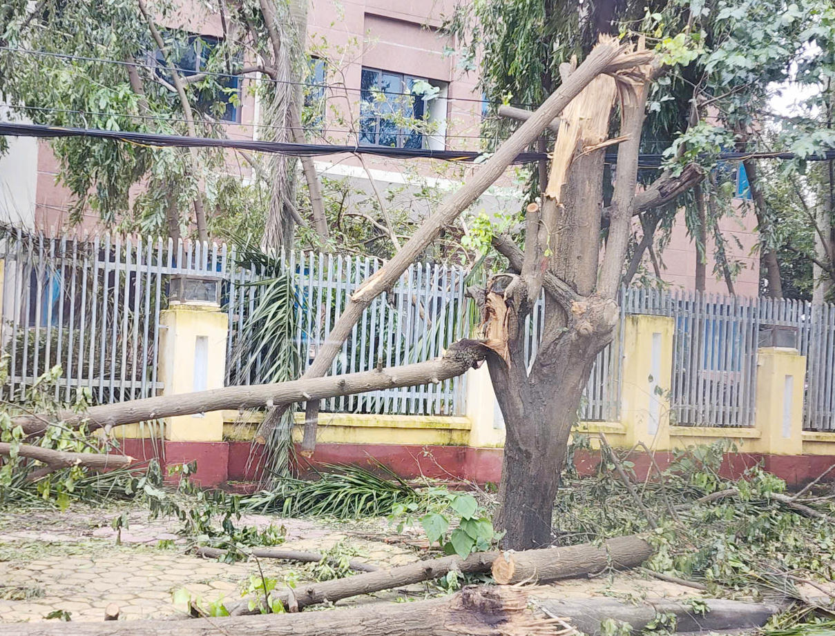 Nhiều cây lớn không kịp cắt tỉa bị bão làm gãy cành.