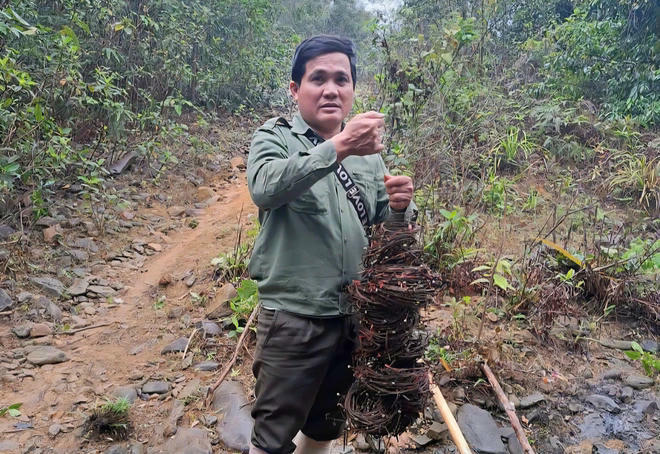 Lực lượng Kiểm lâm tháo gỡ bẫy động vật hoang dã đặt trái phép trong rừng.
