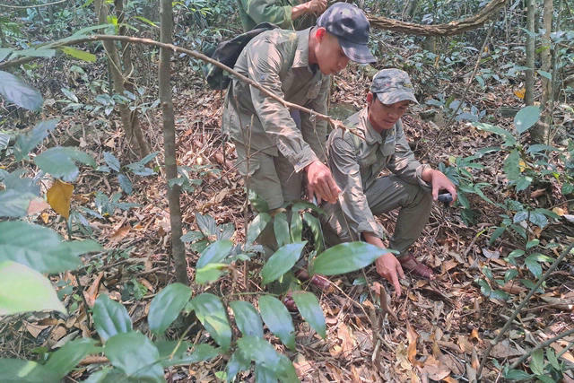 Lực lượng Kiểm lâm tăng cường tuần tra rừng, gỡ bẫy để bảo vệ động vật quý hiếm.