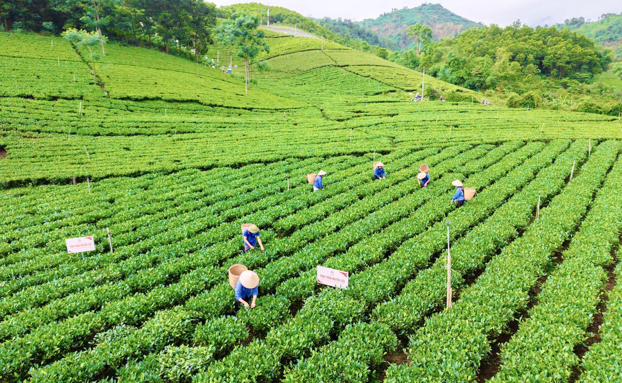 Các vùng Chè nổi tiếng của Thái Nguyên đang là điểm lựa chọn du lịch cho du khách gần đây (Ảnh: Lê Hanh)