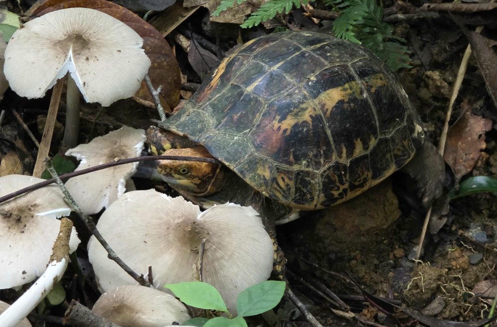 Cá thể rùa hộp trán vàng miền Trung.
