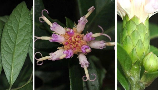 Công bố loài thực vật mới ở Phong Nha - Kẻ Bàng