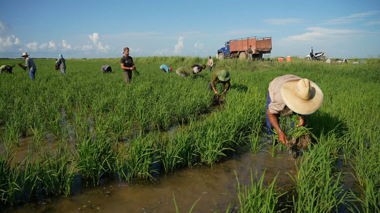 Người dân Cuba trên cánh đồng lúa. Ảnh: VTV