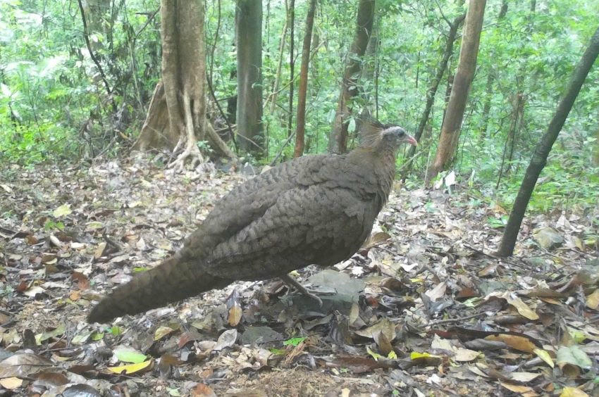 Trĩ sao được máy bẫy ảnh phát hiện trong Khu Bảo tồn thiên nhiên Bắc Hướng Hóa vào ngày 26/5/2025.