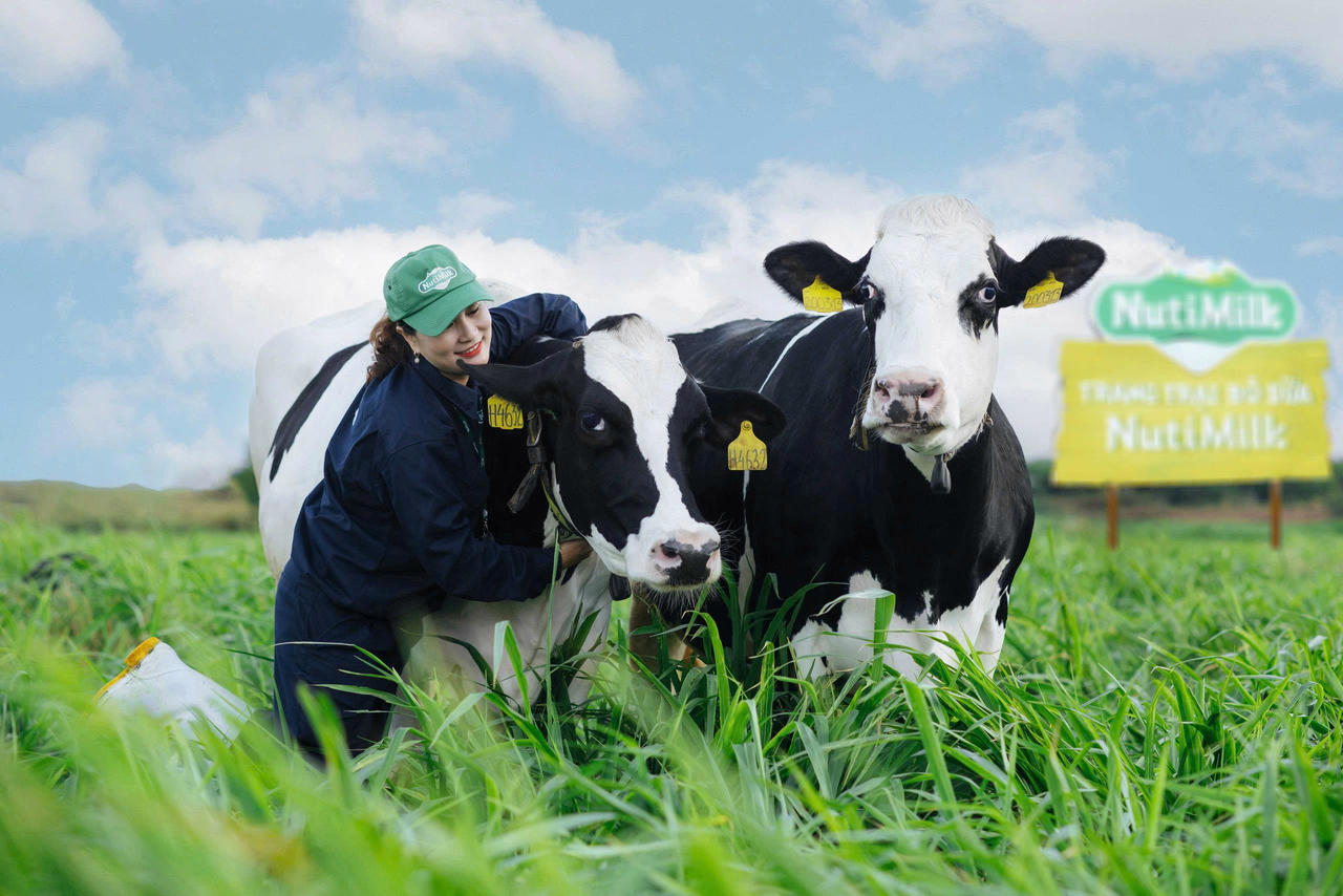Bò được chăm sóc cẩn thận, theo dõi sức khỏe tại trang trại bò sữa NutiMilk Gia Lai.