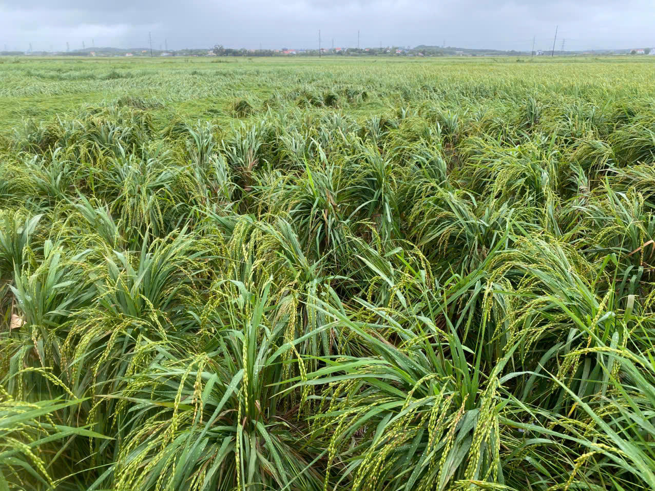 Hoàn lưu bão số 6 gây mưa lớn, làm hơn 624,65 ha lúa Hè - Thu tại Quảng Trị bị ngập úng, đổ ngã.