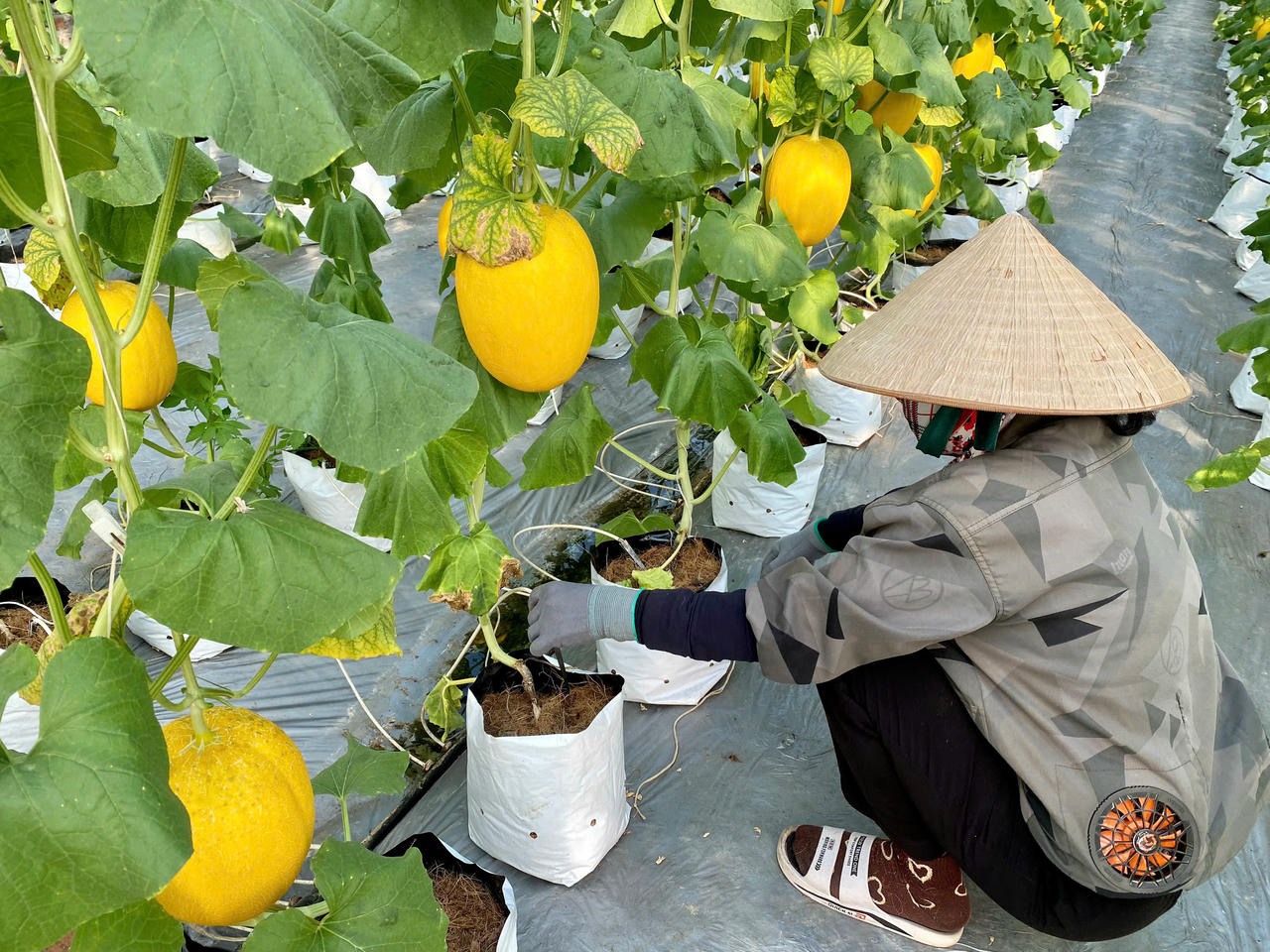 Thành viên HTX Tân Minh Đức chăm sóc dưa lưới trong nhà màng.