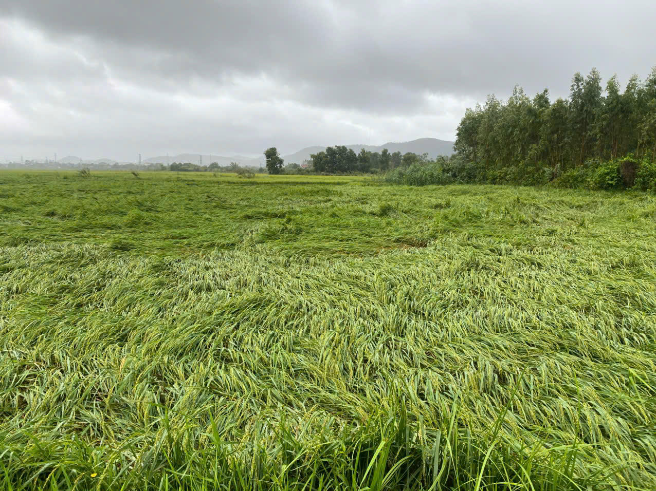 Nhiều diện tích lúa gần đến ngày thu hoạch bị ngã đỗ.
