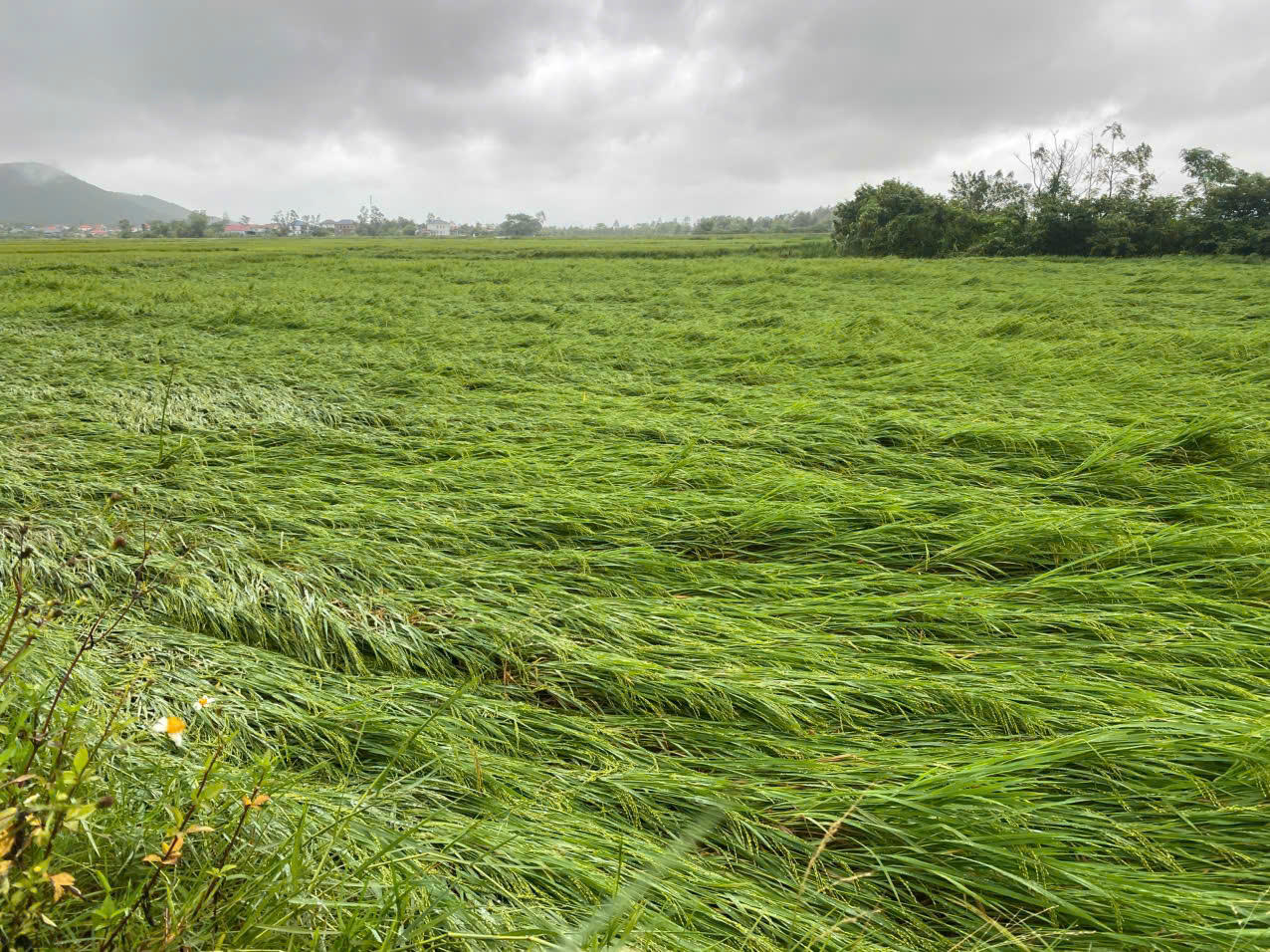 Mưa lớn khiến lúa chín bị đổ rạp, nông dân gặp khó khăn trong thu hoạch.