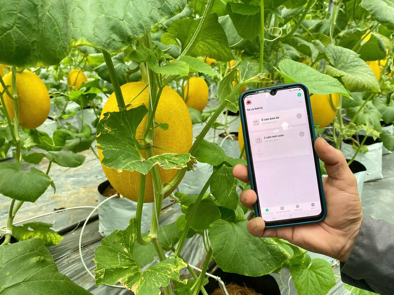 Nông dân Hải Phòng "điều khiển" ruộng đồng bằng… smartphone