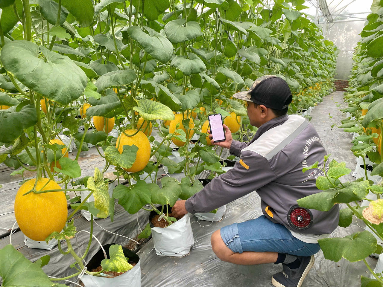 Nông dân HTX Tân Minh Đức thao tác hệ thống tưới nhỏ giọt bằng điện thoại thông minh.