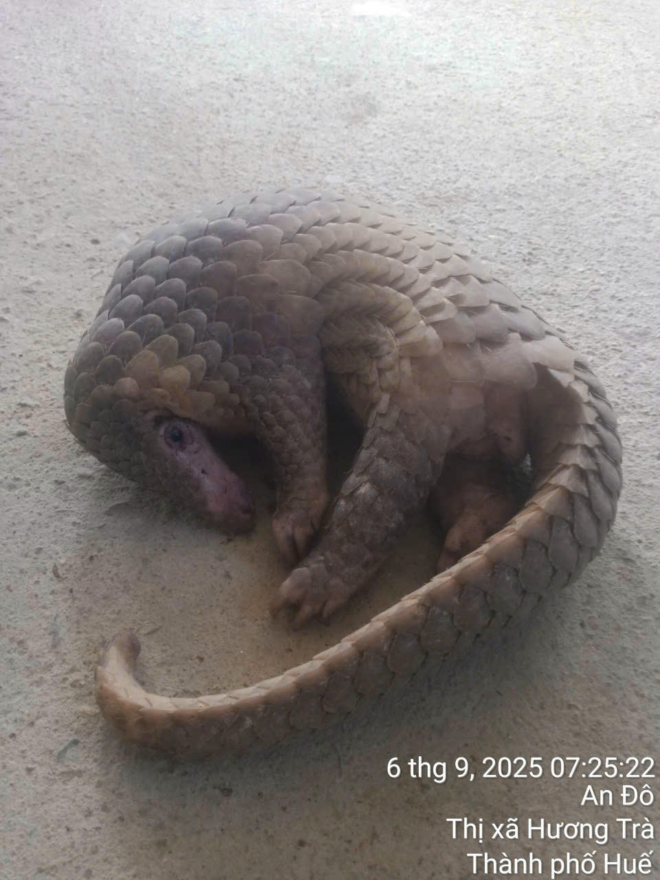 Con tê tê mà ông Chế Quang Thuận giao nộp nặng 2,9kg