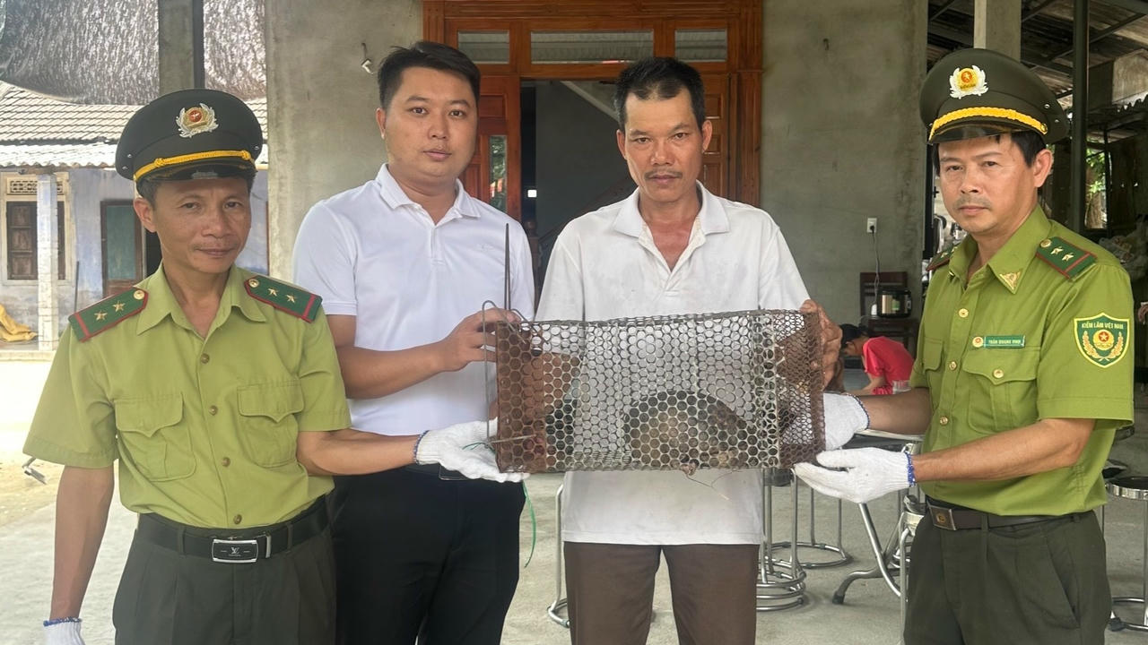 Huế: Người dân liên tiếp báo, giao nộp tê tê Java quý hiếm 