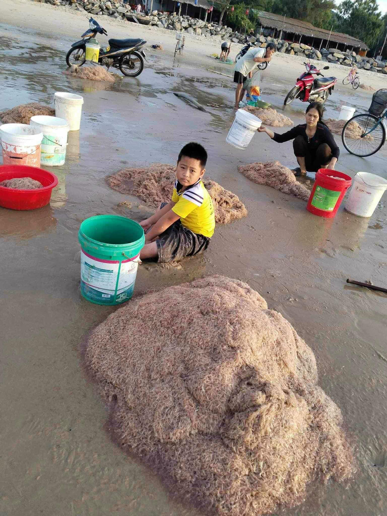 Những rổ ruốc tươi rói vừa được kéo từ biển lên, lấp lánh dưới ánh nắng sớm.