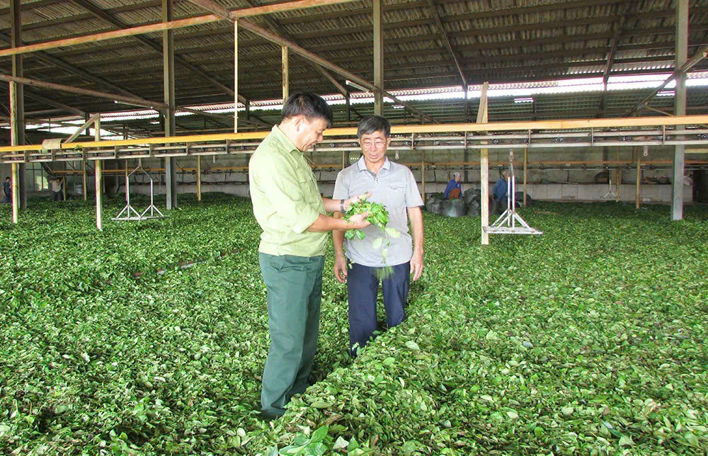 Nhờ dòng vốn tín dụng chính sách thông suốt đã giúp hàng nghìn lượt hộ nghèo và gia đình đồng bào DTTS ở 2 bên bờ sông Đà phát triển sản xuất, cải thiện cuộc sống.