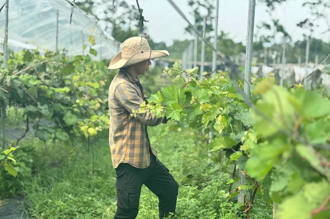 Nông nghiệp, nông thôn Hà Nội đã chuyển mình mạnh mẽ sau 15 năm. (Ảnh minh họa)