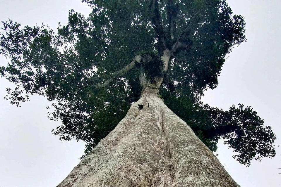 Hai cây trầm hương cổ thụ ở Hà Tĩnh được công nhận là 'Cây di sản Việt Nam'