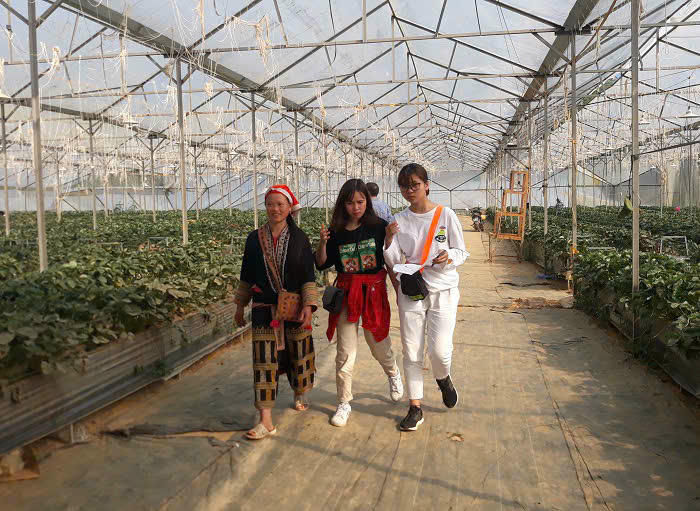 Đồng bào dân tộc thiểu số sử dụng vốn vay của NHCSXH phát triển sản xuất kinh doanh.