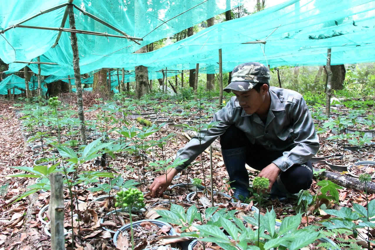 Với diện tích rừng trên 893.000 ha, Quảng Ngãi mới trở thành một trong những địa phương có tiềm năng phát triển kinh tế rừng lớn bậc nhất cả nước.