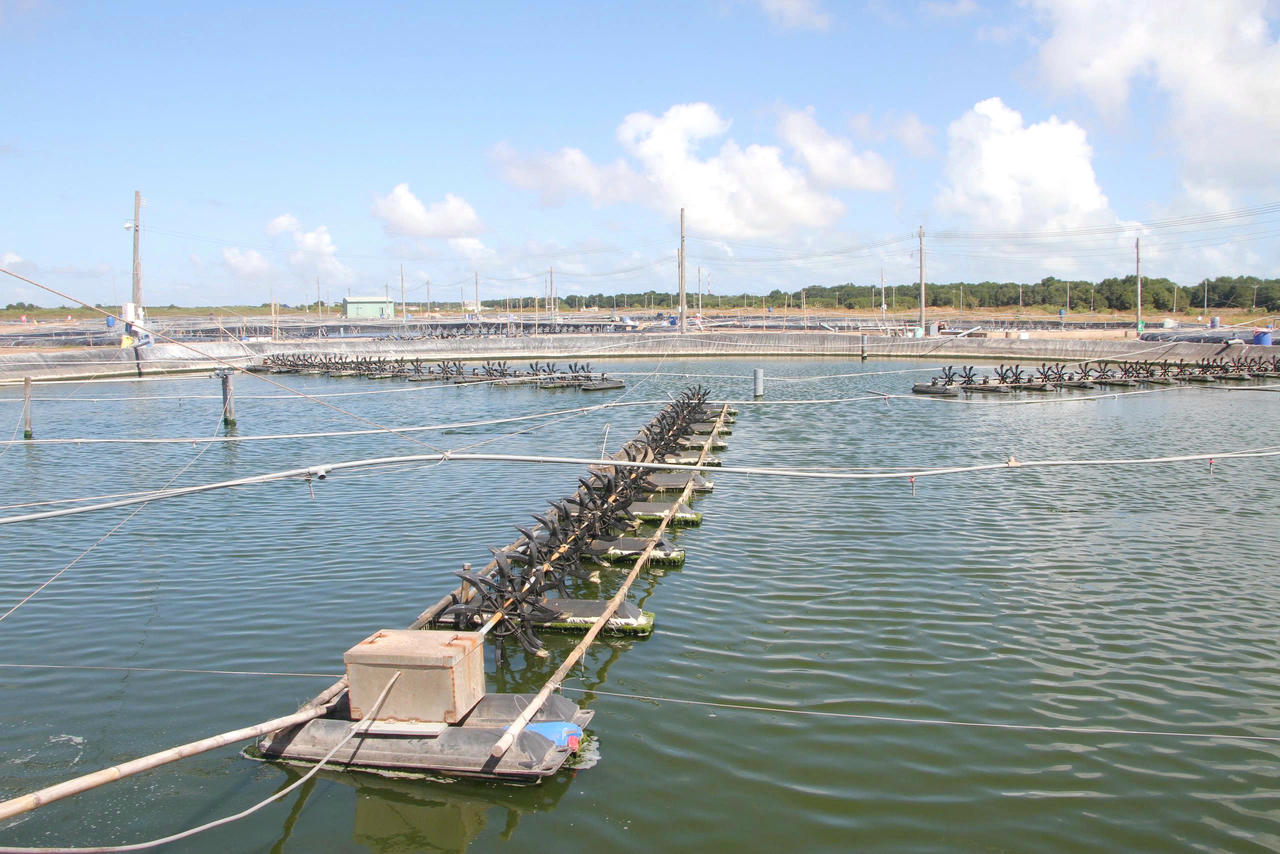 Cà Mau trở thành trung tâm sản xuất và chế biến thủy sản lớn nhất cả nước, đặc biệt là tôm, với nhiều mô hình nuôi sinh thái, công nghệ cao gắn với xuất khẩu.