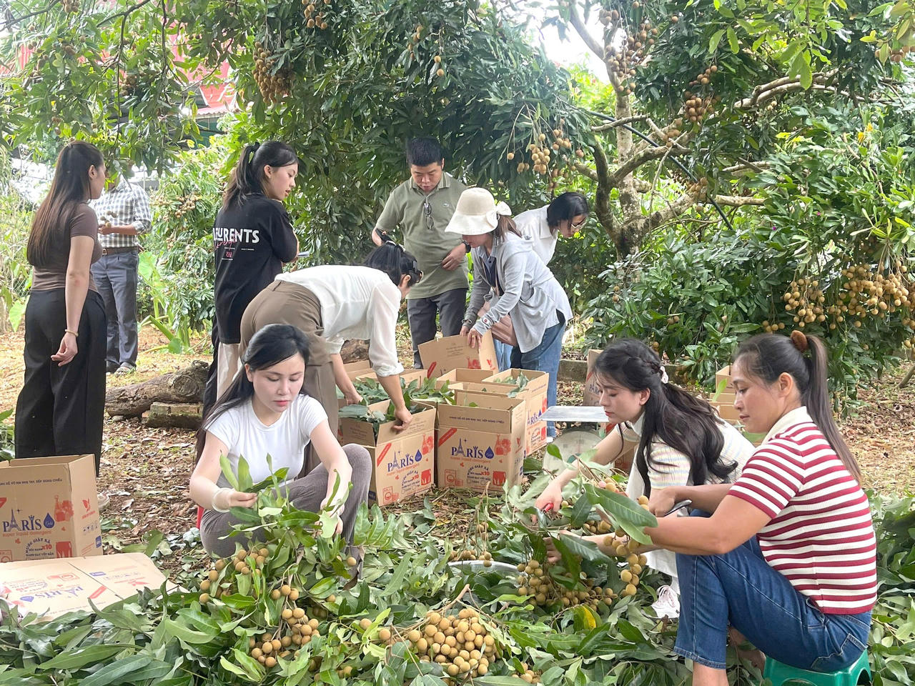 Thực tế trên các diện tích đã áp dụng NPK 13.13.13, cây nhãn sinh trưởng khỏe, tán lá dày, hạn chế sâu bệnh; quả lớn, cùi giòn, ngọt thanh và ráo nước
