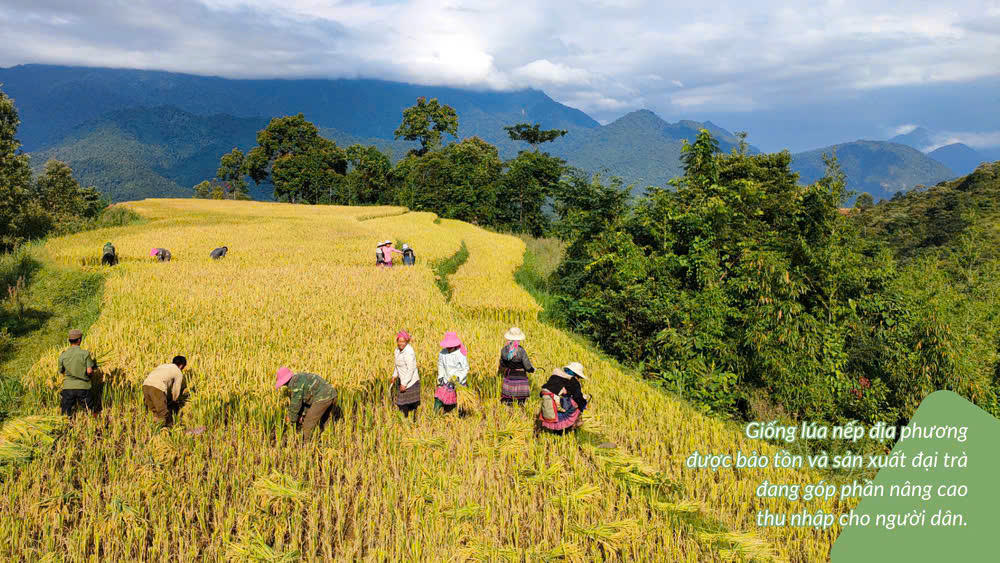 Đồng bào dân tộc thiểu số sử dụng vốn vay của NHCSXH phát triển sản xuất kinh doanh.