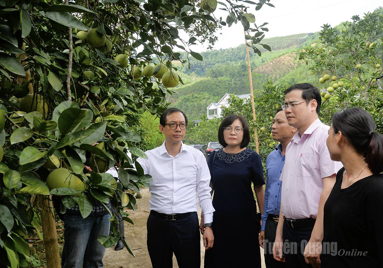 Phó Vụ trưởng Vụ Định chế tài chính Nguyễn Việt Hưng (áo trắng) cùng đoàn công tác thăm mô hình vay vốn phát triển kinh tế gia đình anh Nguyễn Văn Minh ở thôn Soi Hà, xã Xuân Vân. (Ảnh trong bài: Báo Tuyên Quang)