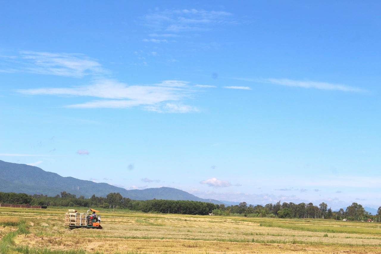 Máy cuộn rơm hoạt động hết công suất trên đồng ruộng sau vụ gặt.