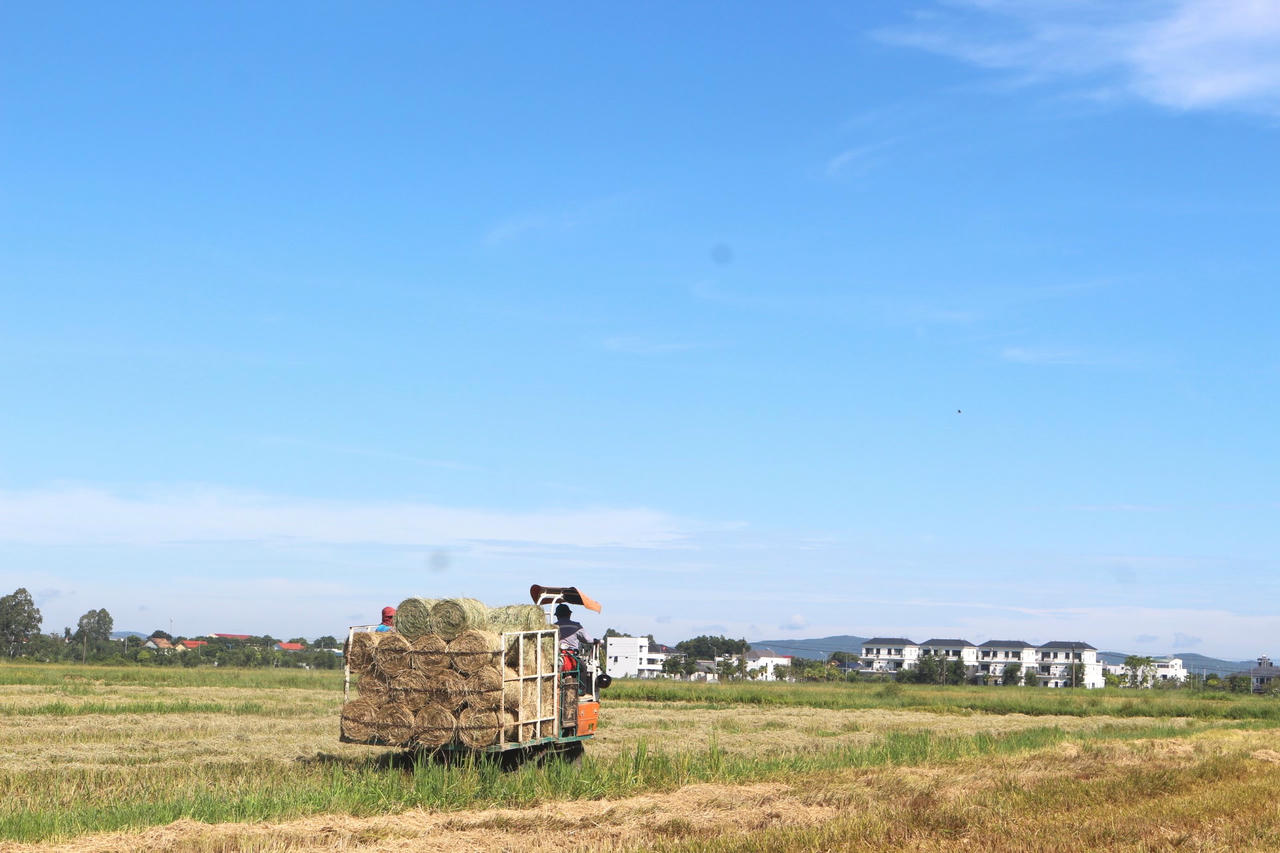 Thời điểm này, nhiều máy cuộn rơm chạy liên tục để gom rơm rạ phục vụ thương lái mang đi tiêu thụ.
