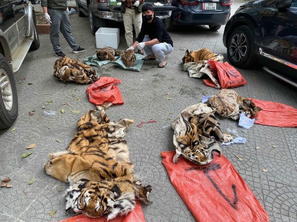 Tang vật trong một vụ bắt giữ liên quan đến hổ 
vào tháng 5 và tháng 6/2025. (Nguồn: ENV)