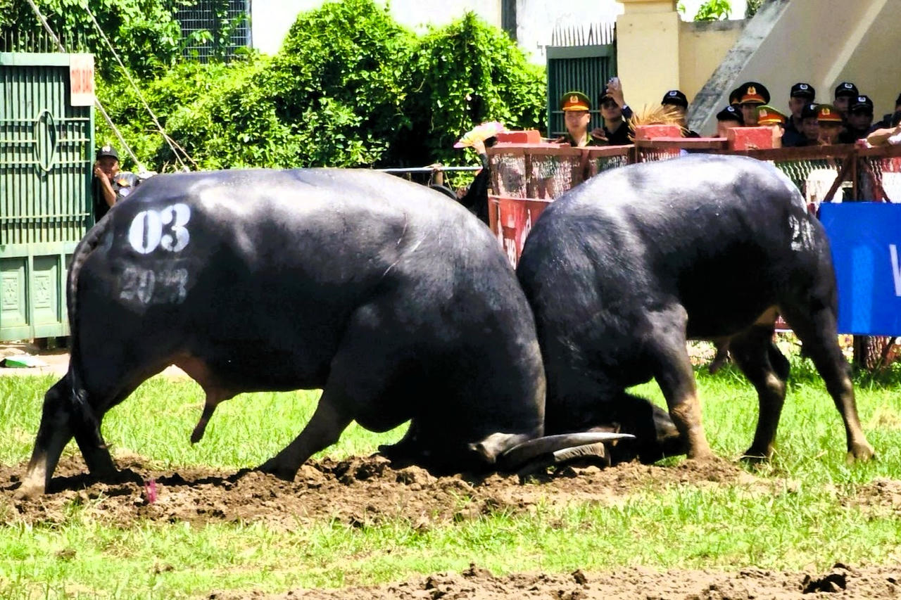 Sẵn sàng cho Lễ hội chọi trâu truyền thống Đồ Sơn năm 2025