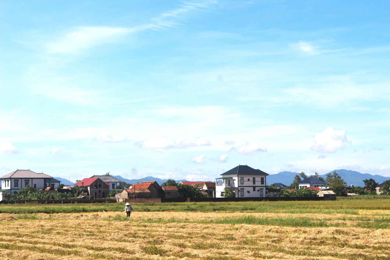Nguồn rơm sau thu hoạch trở thành nguyên liệu cho chăn nuôi, trồng nấm và sản xuất phân hữu cơ.