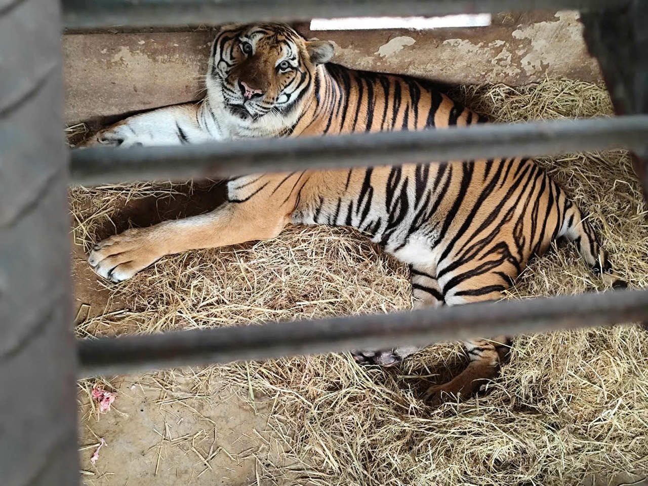 Những nỗi niềm của… hổ