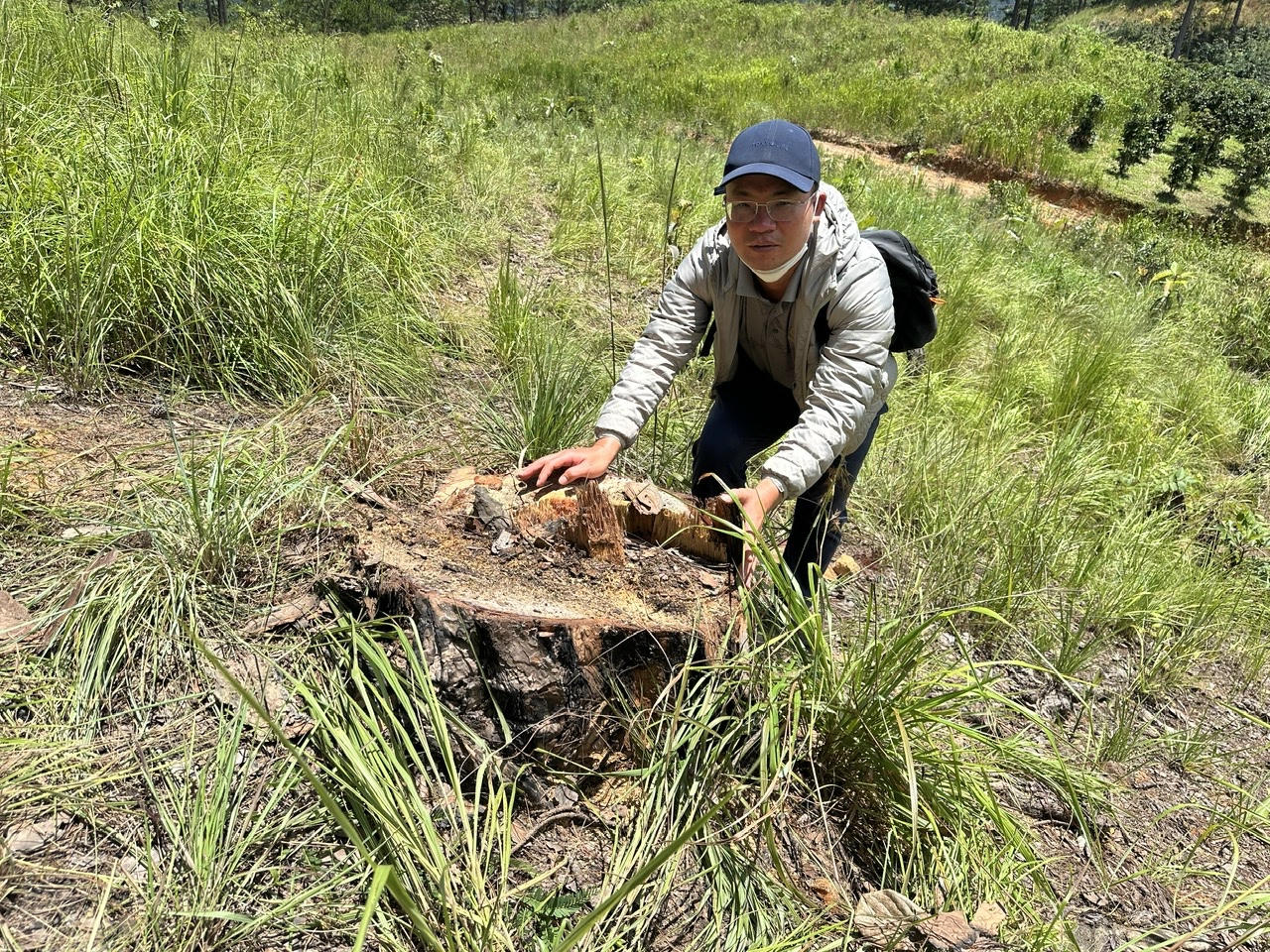 Lâm Đồng: Thông cưa thành khúc nằm la liệt khe suối giữa rừng phòng hộ Đức Trọng