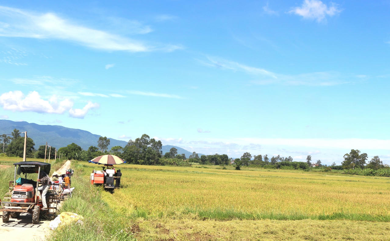 Rộn ràng trên cánh đồng lúa vụ Hè - Thu ở Quảng Trị.