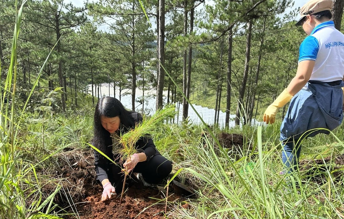 Bà Trần Thị Vũ Loan - Chủ tịch UBND phường Lâm Viên - Đà Lạt cho biết việc trồng 9.000 cây thông là một phần trong kế hoạch trồng 68.000 cây xanh và hoa của phường.