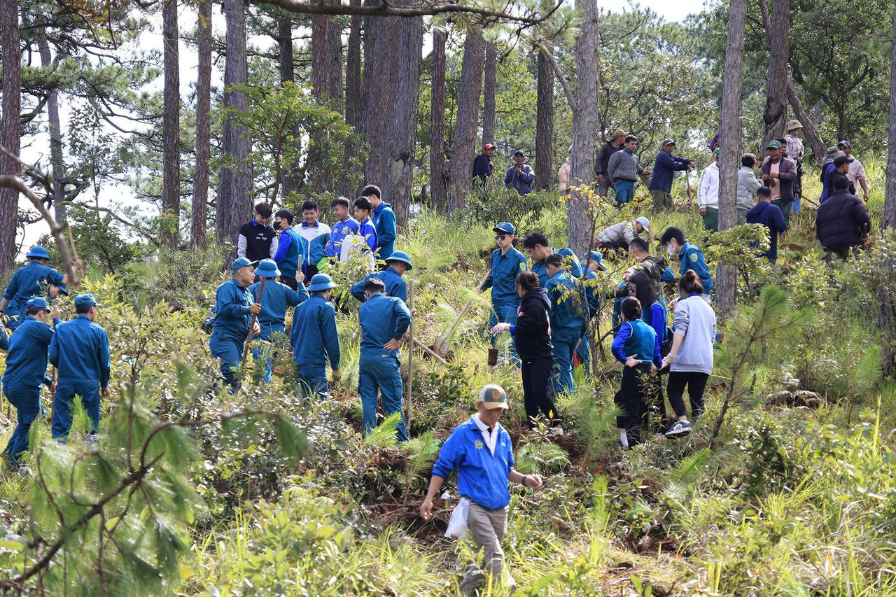 Ngay sau lễ ra quân, 9.000 cây thông đã được trồng tại tiểu khu 143.