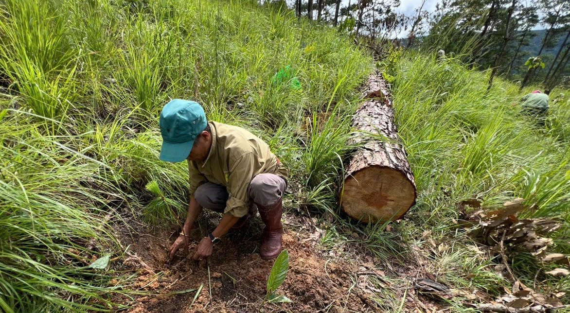 Trồng lại thông bên cạnh một cây thông bị lâu năm bị cưa hạ.