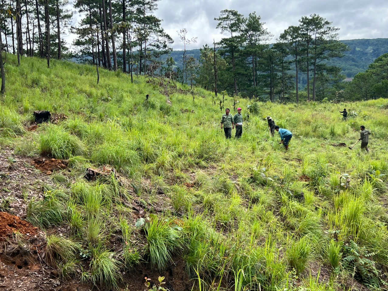Ban QLRPH Đức Trọng tổ chức trồng lại rừng tại vị trí các cây thông bị cưa hạ.