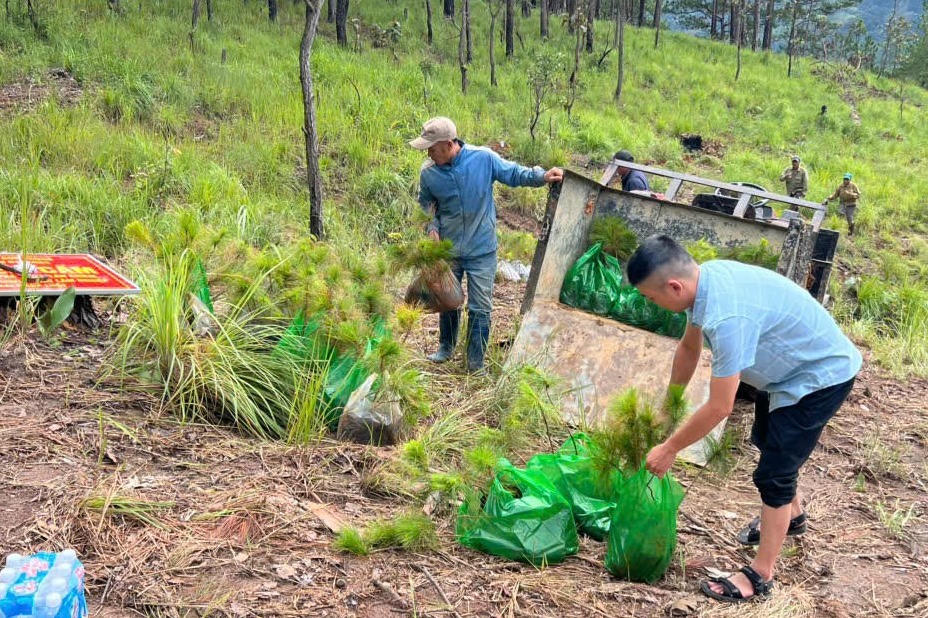 Ban QLRPH Đức Trọng tổ chức trồng lại rừng tại vị trí thông bị chặt hạ trái phép.