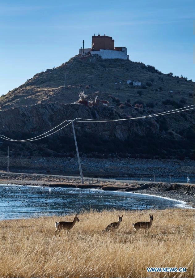"Bạn có thể thấy những con linh dương Tây Tạng lướt qua... Khi màn đêm buông xuống, bầu trời đầy sao phản chiếu trên mặt hồ", Tân Hoa Xã miêu tả. Ảnh: Sun Fei/Xinhua.