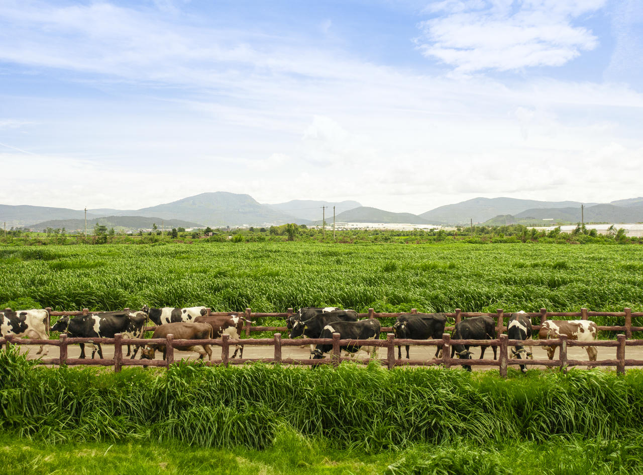 Vinamilk là doanh nghiệp sữa đầu tiên sở hữu cả trang trại và nhà máy đạt trung hòa carbon theo tiêu chuẩn PAS 2060:2014 (Ảnh: Minh Anh).