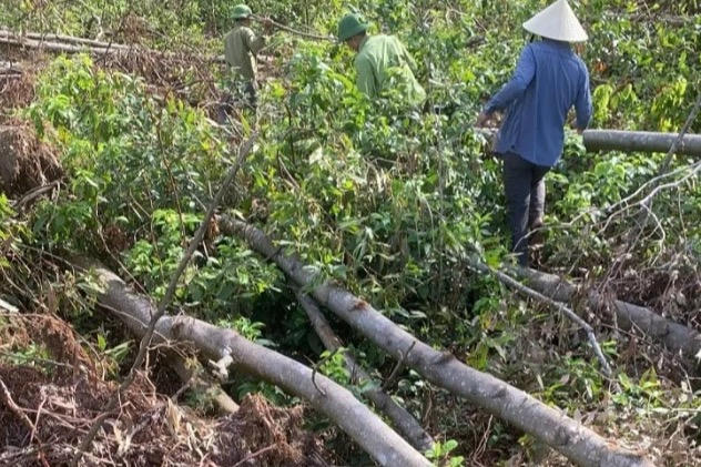 Rừng ở Hà Tĩnh tan hoang sau bão số 5  
