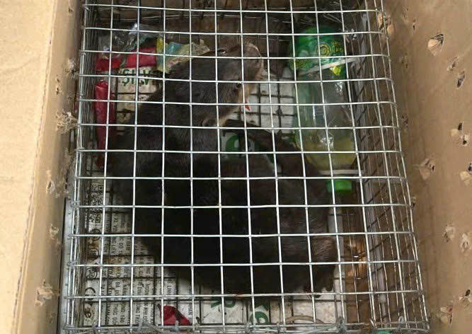 Công an Ninh Bình khởi tố đối tượng buôn bán động vật quý, hiếm
