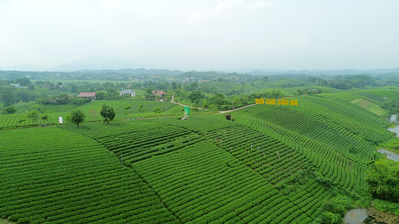 Đồi chè Cầu Đá tại xã La Bằng là vùng nguyên liệu chè nổi tiếng trên bản đồ chè của tỉnh Thái Nguyên