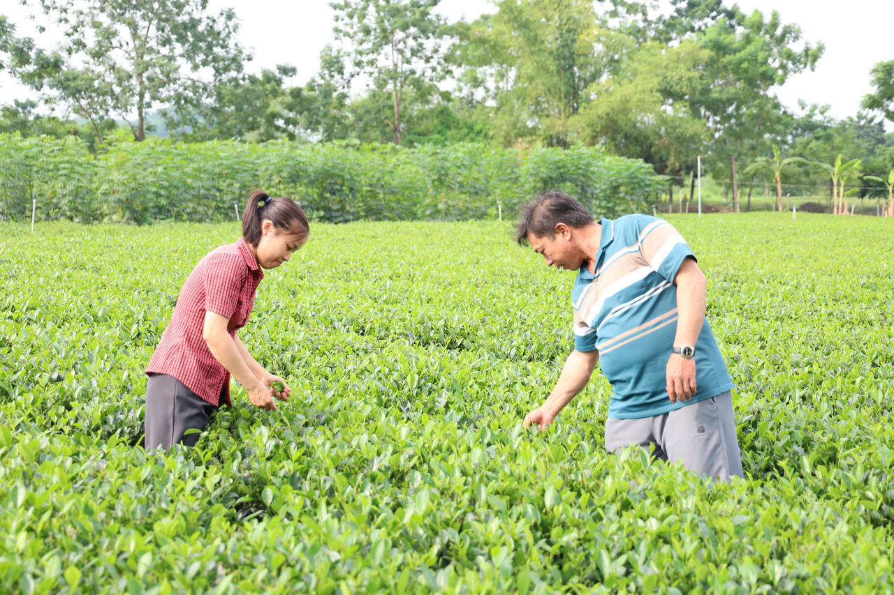 Đồi chè gia đình ông Nguyễn Bằng Giang, xóm Non Bẹo, xã La Bằng trồng theo mô hình hữu cơ.
